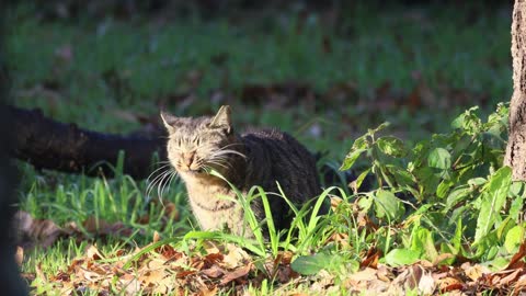 Cat Eats Her Favorite Grass🍴