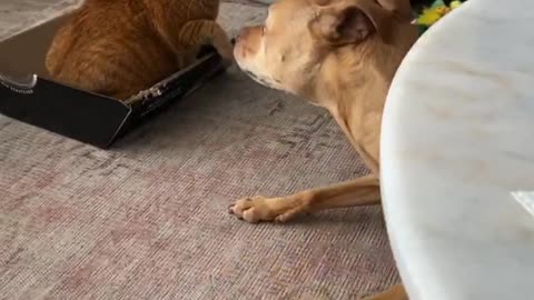 Rescue Dog and Cat Playing Together