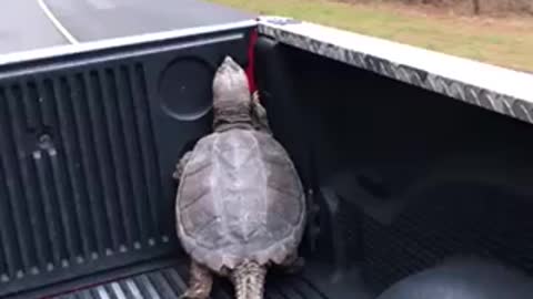 Ninja turtle found