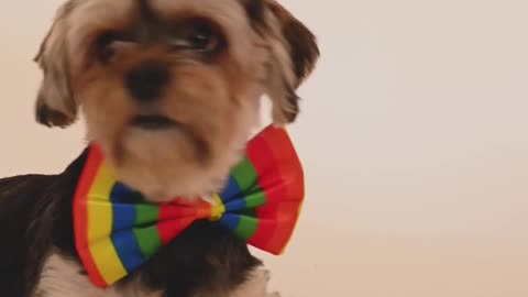 funny dog movement videos