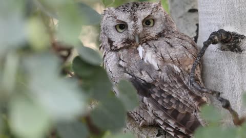 Summer Screech Owl Family