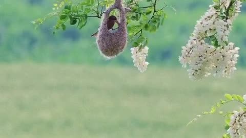 little bird raising baby