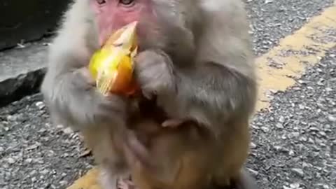 Monkey mom was hungry and then he did this 😲