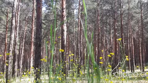 nature sounds a walk in the pine forest