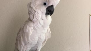 Cockatoo or Turkey?