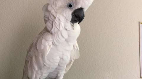 Cockatoo or Turkey?