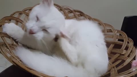 Cute cat video slipping