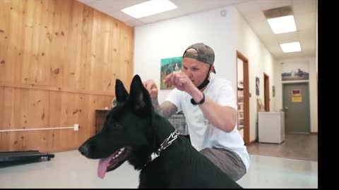 During training, an aggressive dog bites his owner - training dog obedience