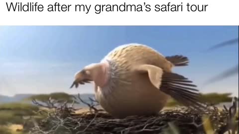 GRANDMA SAFARI