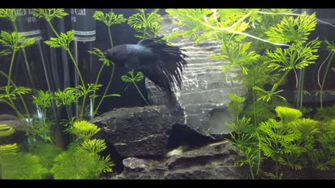 Planted Aquarium with Betta Crowntail