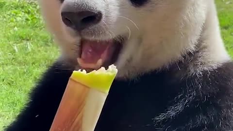 Cute baby panda daily life funny