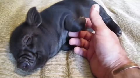 Rare shy black piglet responds to the affectionate call of his owner