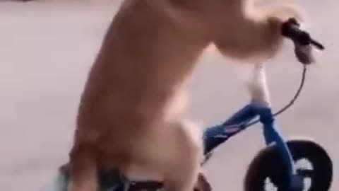 🤣Top Funny Cute Dog Videos _ Tik Tok Compilation