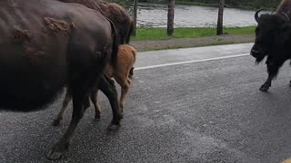 Yellowstone Bison Given Police Escort