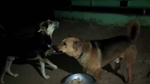 Dogs real fighting | Dogs barking for food | Dog fight | dog barking | Dangerous dogs fighting|