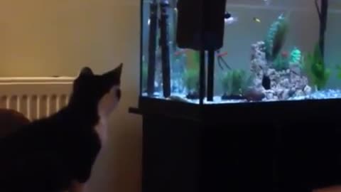 Cat tries to catch fish in aquarium, fails miserably