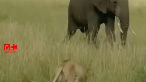 OMG😮 Elephant Stepping Over Lion Cubs