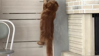 Clever Kitty Opens Door