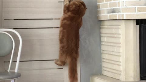 Clever Kitty Opens Door