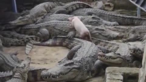 Friendship... little piggy and crocodiles.