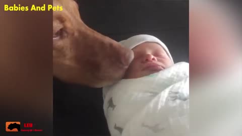 Funny Baby And Vizsla Dogs Playing Together Cute Baby Vide