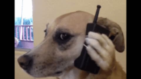 Gif video of dog talking on cell phone