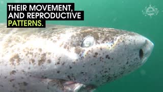 Greenland Sharks May Be The Oldest Creatures On Earth