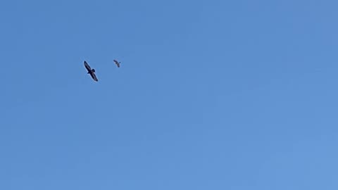 2 large birds gliding together by Frenchman mountain.