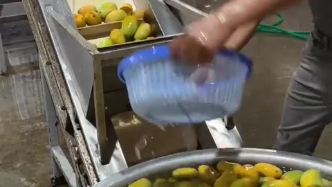 Mango juice factory