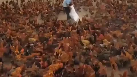 Hundreds of chickens follow their owner to eat feed quickly