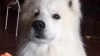 Samoyed learns to speak on command