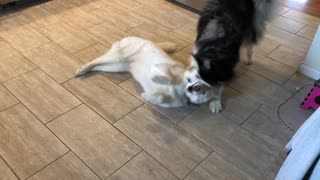 Husky dragging sister by collar