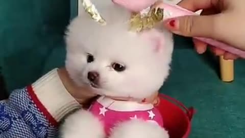 Little cute dog playing and taking makeup