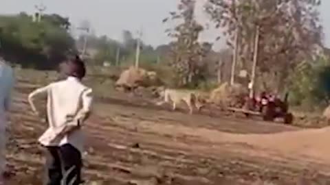 lion attack human