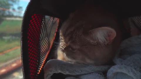 An Adorable Cat Travelling