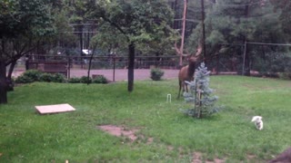 Elk and Dogs Playing in the Backyard