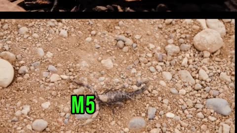 Dangerous animal Scorpion in the world