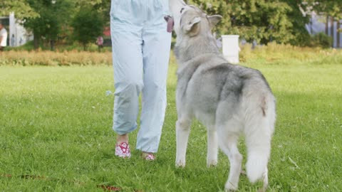 Girl playing with her dog in the park