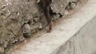 Ultra cut baby monkey