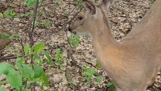 Human Hand-Feeds Trusting Deer