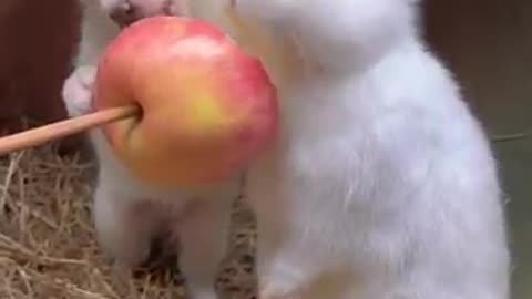 #15 Hai chú thỏ ăn trái cây