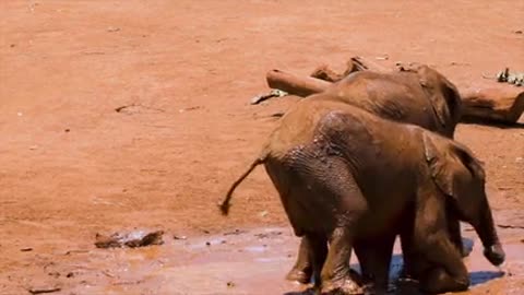 baby-elephants-playing