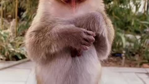 MONKEY FUNNY VIDEO 2021