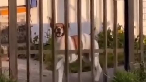 Funniest dog video