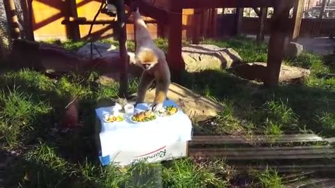 Cute gibbons playing & climbing