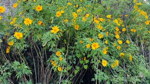 Beauty of Wild Sunflower