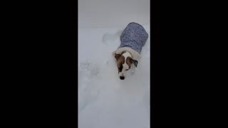 Puppy Loves Snow!
