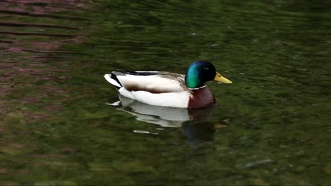 The mallard