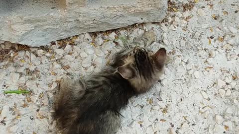 Cat playing with cat