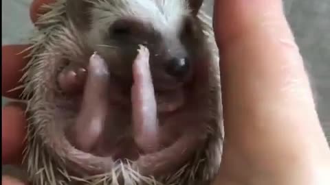 hedgehog baby learn to walk and crawel